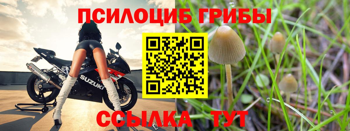 Галлюциногенные грибы Psilocybe Каспийск